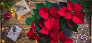 Pépinière Éco-Verdure: nos poinsettias sont arrivés !