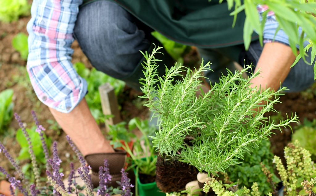 Côté jardin, Rentrer ses plantes à l'intérieur