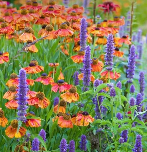 Vivaces et arbustes la plantation en automne EcoVerdure